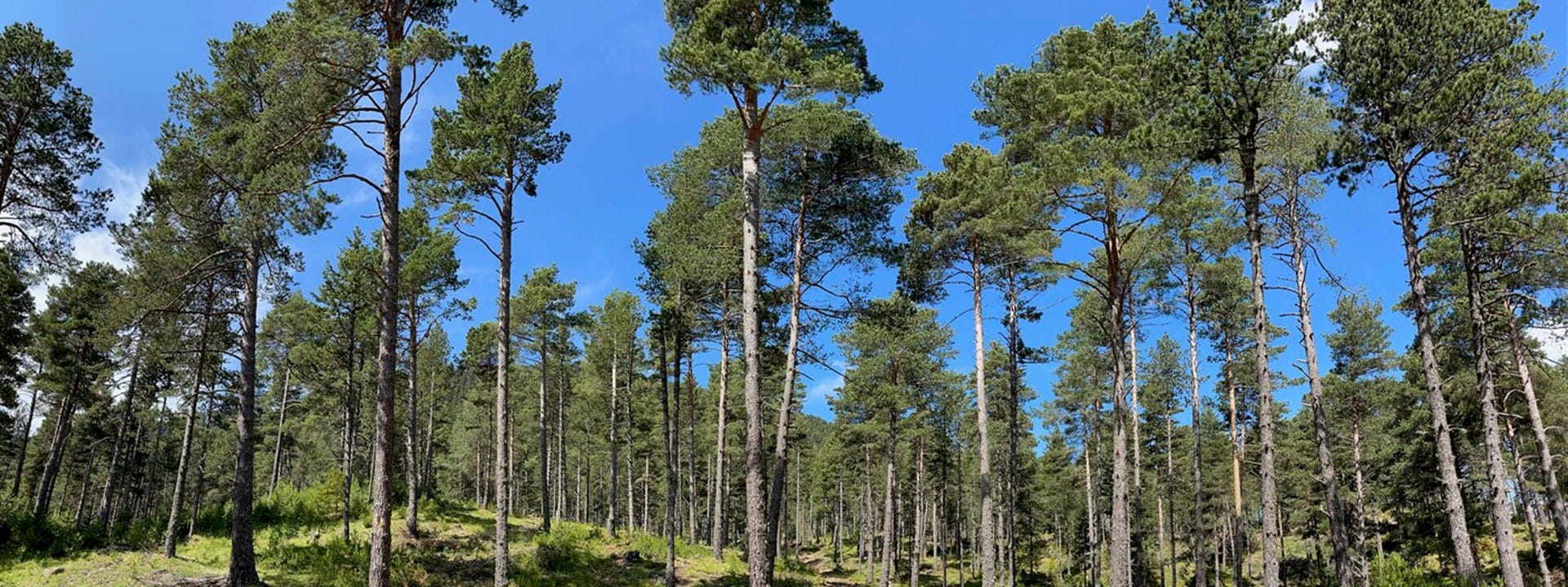 Gestion durable des forêts publiques en Catalogne avec une scierie Wood-Mizer